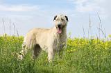 IRISH WOLFHOUND 066